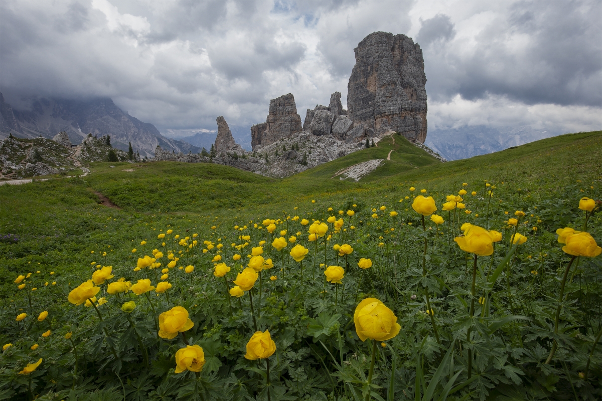 CinqueTorriFlowers | Walk the Dolomites Yellow Flowers in front of Cinque Torri