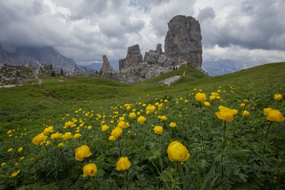 Yellow Flowers in front of Cinque Torri