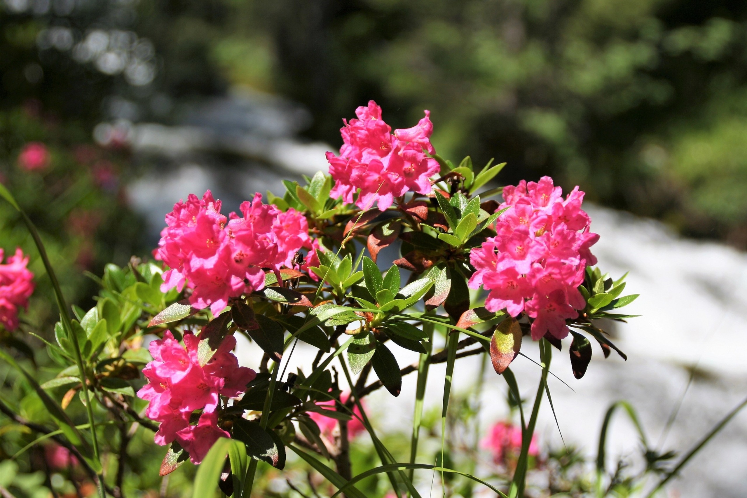 Rhododendrum ferrugineum alpine rose