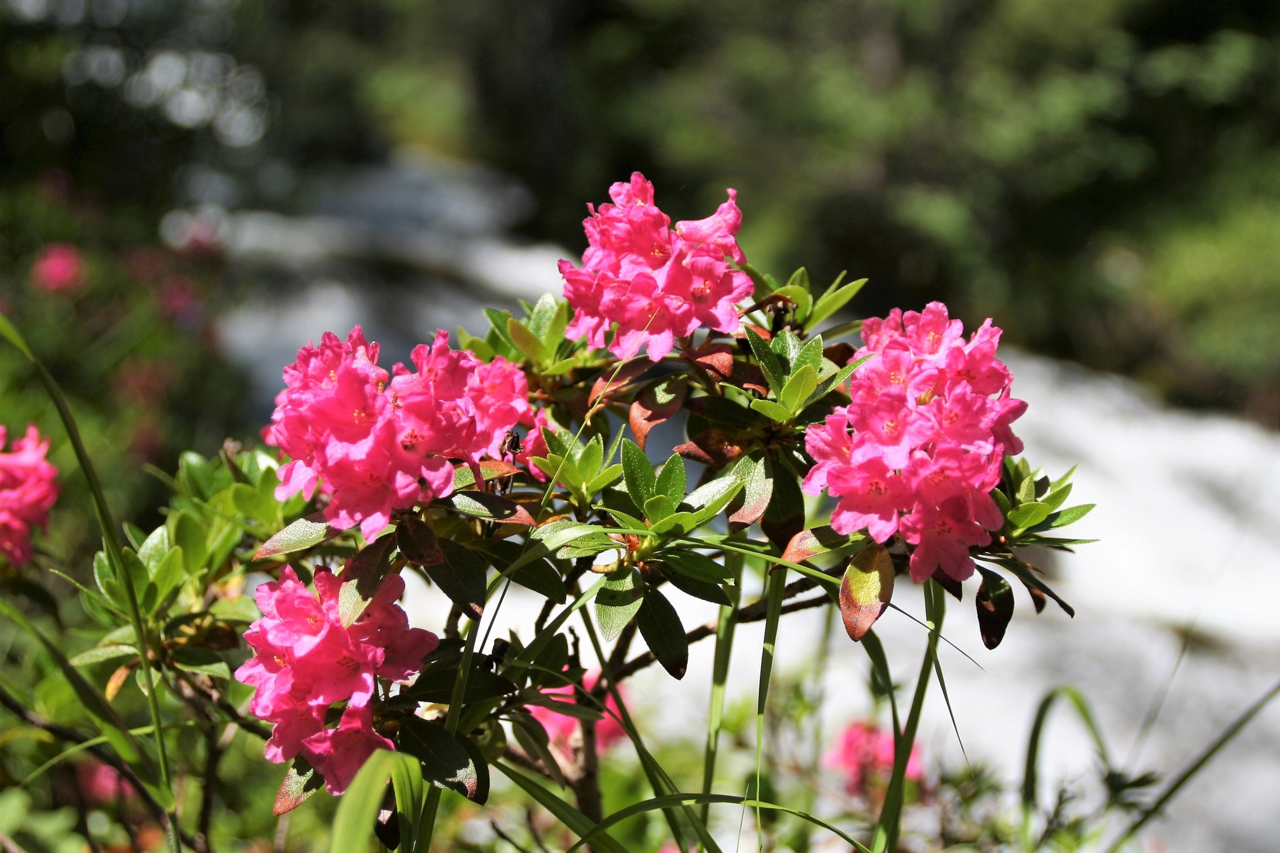 Rhododendrum ferrugineum alpine rose Rhododendrum ferrugineum alpine rose